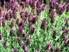 Spanish Lavender (Lavandula stoechas ssp. pedunculata).