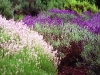 English Lavenders (Lavandula angustifolias) in full bloom