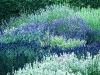 Lavender Collector’s Garden.