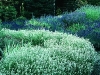 English Lavenders (Lavandula angustifolias).
