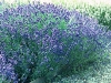 A hedge of English Lavender 'Hidcote'.